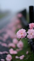 Delicate pink roses bloom along dark fence, creating dreamy bokeh effect with soft focus background. Romantic garden scene captures gentle spring atmosphere.
