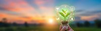 Green plant growing inside transparent light bulb against sunset sky background symbolizing renewable energy and environmental innovation concepts.