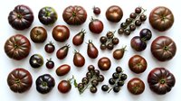 Assorted heirloom tomatoes in rich burgundy and deep purple hues arranged on white background. Fresh organic vegetables perfect for culinary photography and cooking.