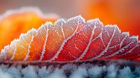 Frosted autumn leaf with delicate ice crystals against blurred orange background showcases nature's seasonal transformation in macro photography detail.