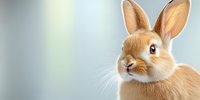 Adorable ginger rabbit portrait on soft blurred background. Close up of bunny face with expressive eyes and pink nose showing gentle nature of pet.