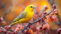 Vibrant yellow saffron finch perched on branch with pink winter berries against blurred orange autumn background, wildlife nature photography.