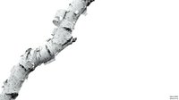 Birch tree branch with white bark and natural texture isolated on white background for nature design projects and organic decorative elements.