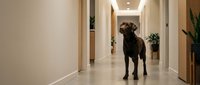 Large brown dog standing in modern home hallway with white walls and wooden doors, indoor pet photography for lifestyle and family content.