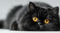 Adorable black fluffy kitten with bright golden eyes lying down, soft fur texture, domestic pet portrait for animal lovers and veterinary concepts.