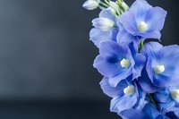 Delicate blue delphinium flowers in bloom against dark background, soft focus macro photography highlighting petals and natural floral details. For nature and garden designs.