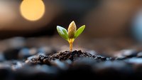 Young green sprout growing from soil with golden sunlight bokeh in background, symbolizing new beginnings, growth, and hope for sustainable future.