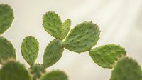 Prickly pear cactus plant with green paddle-shaped stems and spines isolated on white background, suitable for botanical designs and nature projects.