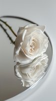 Single white rose reflected in mirror surface against neutral background, creating elegant minimalist composition with soft natural lighting and delicate petals.