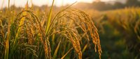 Golden rice stalks glowing in warm sunset light, lush green paddy field stretching into the background, agriculture and harvest concept.