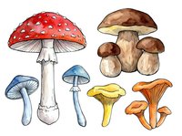 Watercolor mushroom varieties including red amanita, brown porcini, blue and yellow species, and orange chanterelles isolated on white background for design projects.