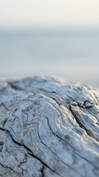 Weathered driftwood log with natural grain patterns and texture on beach shore with soft blurred ocean background for coastal decor and natural design projects.