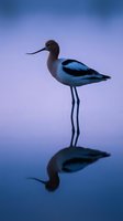 American avocet wading bird standing in calm water with perfect reflection during twilight hour creating serene purple and blue sky backdrop for nature photography.