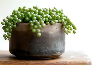 String of pearls succulent plant cascading over edge of rustic ceramic pot, growing in dark textured container against wooden surface in soft natural light.