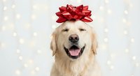 Happy golden retriever dog wearing red gift bow on head against festive bokeh lights background for holiday celebrations and Christmas greeting cards.