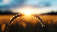 Golden wheat ear silhouette against setting sun in agricultural field, dramatic sky and warm evening light create peaceful rural landscape atmosphere.
