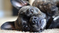 Close up portrait of playful black French Bulldog puppy lying on side with head tilted, showing expressive eyes and wrinkled face against light carpet background.
