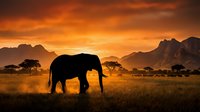 African elephant silhouette walking across savanna grassland at golden sunset with acacia trees and mountain ranges creating dramatic wildlife landscape scene.
