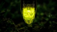 Glowing yellow drink in glass with ice cubes on dark forest ground creating magical luminescent cocktail effect for fantasy beverage concepts.
