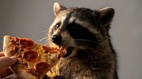 Adorable raccoon with black mask markings reaching for pepperoni pizza slice held by human hand against neutral background for wildlife humor content.