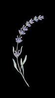 Watercolor lavender sprig with purple blooms, isolated on transparent background, ready for t-shirt design, stickers, sublimation, and print on demand crafts.