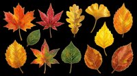 Colorful autumn leaves collection isolated on transparent background, ready for T-shirts, stickers, clipart, sublimation, and print on demand design projects.