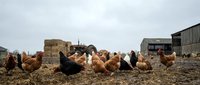 Flock of brown and reddish hens pecking and foraging on bare ground in rural farmyard setting with weathered stone buildings and wooden structures in background.
