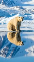 Polar bear sitting on ice floe with perfect reflection in calm water surrounded by snowy mountains and glacial landscape in arctic wilderness.