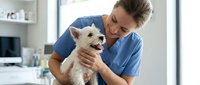 Veterinarian in blue scrubs holding and examining a small white dog in a modern clinic setting.
