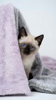 Adorable Siamese kitten with bright blue eyes peeking from soft purple blanket on white background for pet care and home comfort concepts.