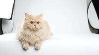 Fluffy orange Persian cat sitting on white background, adorable long-haired feline pet portrait isolated for design projects and commercial use.