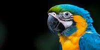 Close-up portrait of blue and yellow macaw parrot head against dark background showing detailed feathers and curved beak in dramatic lighting.