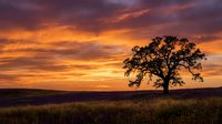 Solitary oak tree silhouetted against dramatic orange and purple sunset sky over golden grassland field creating peaceful rural landscape scene.