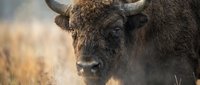 Majestic brown bison bull with massive horns standing in golden grassland during winter morning with steam breath visible in cold air.