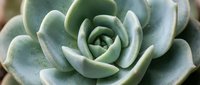 Close-up of green succulent plant with thick fleshy leaves arranged in rosette pattern. Natural botanical specimen for gardening and home decor projects.