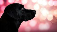Black Labrador retriever profile portrait against pink bokeh background, side view of purebred dog head with gentle expression and soft lighting.