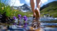 Purple wildflowers growing in alpine stream with blurred hiker's feet in background, mountain peaks and summer sky, nature wellness concept for outdoor lifestyle.