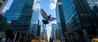 Bird soaring through urban canyon with glass skyscrapers and yellow taxis below. Modern city architecture creates dramatic perspective for wildlife photography.