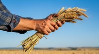 Farmer holding bundle of golden wheat stalks against clear blue sky and harvested field landscape.