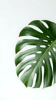 Monstera deliciosa leaf with distinctive fenestrations against neutral background, suitable for botanical, interior design, and wellness projects.