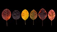 Autumn leaves in various colors isolated on transparent background, ready for clipart, t-shirt design, stickers, print-on-demand products, and sublimation projects.