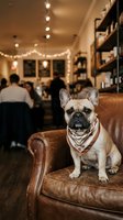 Fawn and white French Bulldog wearing tan bandana sitting on brown leather armchair in upscale cafe with warm string lights, blurred patrons and shelving in background.