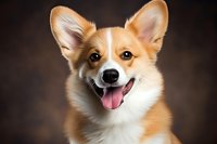 Happy Pembroke Welsh Corgi puppy with bright smile and alert ears against dark background, showing friendly expression and distinctive orange-white coat pattern.
