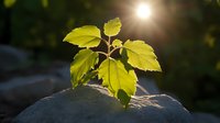 Young green plant growing from rock in sunlight, backlit leaves glowing with natural lens flare, showing growth, hope and new beginnings in nature.
