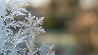 Delicate frost crystals forming intricate ice patterns on winter morning with soft blurred background creating peaceful seasonal atmosphere for holiday designs.