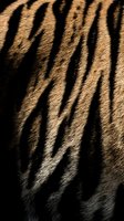 Close-up of tiger fur texture showing distinctive black stripes on golden-brown coat with dramatic lighting creating shadow patterns. Wildlife detail.
