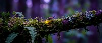 Moss-covered tree branch with ferns in enchanted forest. Magical woodland scene with soft purple bokeh background creates mystical atmosphere for nature designs.