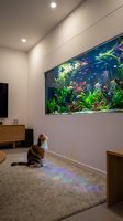 Tabby cat watching large aquarium with colorful fish and aquatic plants in modern living room with wooden furniture and recessed lighting.