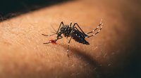 Mosquito biting human skin close-up macro shot showing insect feeding on blood. Medical health concept for disease transmission and pest control awareness.