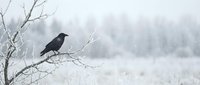 Black crow perched on bare winter branch in snowy landscape with soft blurred background creating moody atmospheric scene for nature wildlife photography.